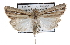  (Mythimna melianoides - BIOUG06112-F02)  @14 [ ] CreativeCommons - Attribution (2012) CBG Photography Group Centre for Biodiversity Genomics