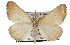  (Egnasia lioperas - BIOUG06112-G02)  @13 [ ] CreativeCommons - Attribution (2012) CBG Photography Group Centre for Biodiversity Genomics