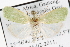  ( - BIOUG06113-B01)  @13 [ ] CreativeCommons - Attribution (2012) CBG Photography Group Centre for Biodiversity Genomics