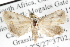  (Eublemma cf. ornatula - BIOUG06113-B09)  @13 [ ] CreativeCommons - Attribution (2012) CBG Photography Group Centre for Biodiversity Genomics