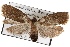  (Cryptaspasma atrinodis - BIOUG06113-E06)  @14 [ ] CreativeCommons - Attribution (2012) CBG Photography Group Centre for Biodiversity Genomics