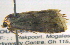  ( - BIOUG06206-A01)  @12 [ ] CreativeCommons - Attribution (2012) CBG Photography Group Centre for Biodiversity Genomics