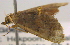  ( - BIOUG06206-A04)  @12 [ ] CreativeCommons - Attribution (2012) CBG Photography Group Centre for Biodiversity Genomics