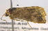  ( - BIOUG06206-A10)  @12 [ ] CreativeCommons - Attribution (2012) CBG Photography Group Centre for Biodiversity Genomics
