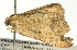  ( - BIOUG06206-C02)  @12 [ ] CreativeCommons - Attribution (2012) CBG Photography Group Centre for Biodiversity Genomics