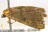  ( - BIOUG06206-C04)  @12 [ ] CreativeCommons - Attribution (2012) CBG Photography Group Centre for Biodiversity Genomics