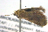  ( - BIOUG06206-C09)  @12 [ ] CreativeCommons - Attribution (2012) CBG Photography Group Centre for Biodiversity Genomics