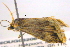  ( - BIOUG06206-D05)  @12 [ ] CreativeCommons - Attribution (2012) CBG Photography Group Centre for Biodiversity Genomics