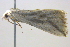  ( - BIOUG06206-D12)  @12 [ ] CreativeCommons - Attribution (2012) CBG Photography Group Centre for Biodiversity Genomics