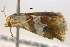  ( - BIOUG06206-F04)  @12 [ ] CreativeCommons - Attribution (2012) CBG Photography Group Centre for Biodiversity Genomics