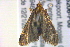  ( - BIOUG06206-F08)  @12 [ ] CreativeCommons - Attribution (2012) CBG Photography Group Centre for Biodiversity Genomics