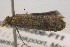  ( - BIOUG06206-F11)  @12 [ ] CreativeCommons - Attribution (2012) CBG Photography Group Centre for Biodiversity Genomics