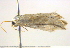  ( - BIOUG06206-G08)  @12 [ ] CreativeCommons - Attribution (2012) CBG Photography Group Centre for Biodiversity Genomics