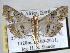  ( - BIOUG06114-B12)  @14 [ ] CreativeCommons - Attribution (2013) CBG Photography Group Centre for Biodiversity Genomics