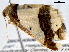  ( - BIOUG06114-E01)  @12 [ ] CreativeCommons - Attribution (2013) CBG Photography Group Centre for Biodiversity Genomics