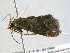  ( - BIOUG06114-E06)  @12 [ ] CreativeCommons - Attribution (2013) CBG Photography Group Centre for Biodiversity Genomics