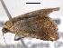  ( - BIOUG06114-E09)  @12 [ ] CreativeCommons - Attribution (2013) CBG Photography Group Centre for Biodiversity Genomics