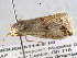  ( - BIOUG06114-E10)  @12 [ ] CreativeCommons - Attribution (2013) CBG Photography Group Centre for Biodiversity Genomics