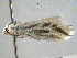  ( - BIOUG06114-G03)  @12 [ ] CreativeCommons - Attribution (2013) CBG Photography Group Centre for Biodiversity Genomics