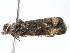  ( - BIOUG06114-G04)  @12 [ ] CreativeCommons - Attribution (2013) CBG Photography Group Centre for Biodiversity Genomics