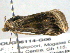  ( - BIOUG06114-G06)  @12 [ ] CreativeCommons - Attribution (2013) CBG Photography Group Centre for Biodiversity Genomics