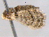  ( - BIOUG06114-H01)  @13 [ ] CreativeCommons - Attribution (2013) CBG Photography Group Centre for Biodiversity Genomics