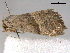  ( - BIOUG06207-H11)  @12 [ ] CreativeCommons - Attribution (2013) CBG Photography Group Centre for Biodiversity Genomics