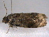  ( - BIOUG06231-E04)  @12 [ ] CreativeCommons - Attribution (2013) CBG Photography Group Centre for Biodiversity Genomics