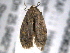  ( - BIOUG06231-G04)  @12 [ ] CreativeCommons - Attribution (2013) CBG Photography Group Centre for Biodiversity Genomics