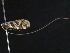  ( - BIOUG06232-B09)  @12 [ ] CreativeCommons - Attribution (2013) CBG Photography Group Centre for Biodiversity Genomics