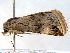  ( - BIOUG06232-D04)  @12 [ ] CreativeCommons - Attribution (2013) CBG Photography Group Centre for Biodiversity Genomics