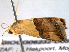 ( - BIOUG06232-D05)  @12 [ ] CreativeCommons - Attribution (2013) CBG Photography Group Centre for Biodiversity Genomics