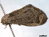  ( - BIOUG06232-D06)  @12 [ ] CreativeCommons - Attribution (2013) CBG Photography Group Centre for Biodiversity Genomics