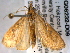  (Udea infuscalis - BIOUG06232-D09)  @13 [ ] CreativeCommons - Attribution (2013) CBG Photography Group Centre for Biodiversity Genomics