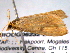  ( - BIOUG06232-D11)  @12 [ ] CreativeCommons - Attribution (2013) CBG Photography Group Centre for Biodiversity Genomics