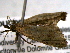  ( - BIOUG06232-E04)  @12 [ ] CreativeCommons - Attribution (2013) CBG Photography Group Centre for Biodiversity Genomics