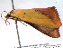  (Phytometra sacraria - BIOUG06232-E05)  @13 [ ] CreativeCommons - Attribution (2013) CBG Photography Group Centre for Biodiversity Genomics