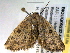  ( - BIOUG06232-F06)  @12 [ ] CreativeCommons - Attribution (2013) CBG Photography Group Centre for Biodiversity Genomics