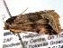  ( - BIOUG06232-G08)  @12 [ ] CreativeCommons - Attribution (2013) CBG Photography Group Centre for Biodiversity Genomics