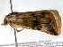  ( - BIOUG06232-G10)  @12 [ ] CreativeCommons - Attribution (2013) CBG Photography Group Centre for Biodiversity Genomics