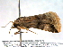  ( - BIOUG06232-G11)  @12 [ ] CreativeCommons - Attribution (2013) CBG Photography Group Centre for Biodiversity Genomics