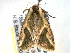  ( - BIOUG06232-G12)  @13 [ ] CreativeCommons - Attribution (2013) CBG Photography Group Centre for Biodiversity Genomics