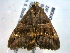  ( - BIOUG06232-H11)  @12 [ ] CreativeCommons - Attribution (2013) CBG Photography Group Centre for Biodiversity Genomics