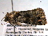  ( - BIOUG06242-A12)  @12 [ ] CreativeCommons - Attribution (2013) CBG Photography Group Centre for Biodiversity Genomics