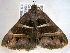  ( - BIOUG06242-B10)  @13 [ ] CreativeCommons - Attribution (2013) CBG Photography Group Centre for Biodiversity Genomics