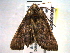  (Thysanoplusia violascens - BIOUG06242-C03)  @13 [ ] CreativeCommons - Attribution (2013) CBG Photography Group Centre for Biodiversity Genomics