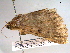 ( - BIOUG06242-C05)  @12 [ ] CreativeCommons - Attribution (2013) CBG Photography Group Centre for Biodiversity Genomics