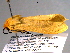 ( - BIOUG06242-D03)  @12 [ ] CreativeCommons - Attribution (2013) CBG Photography Group Centre for Biodiversity Genomics