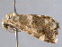  ( - BIOUG06242-F01)  @12 [ ] CreativeCommons - Attribution (2013) CBG Photography Group Centre for Biodiversity Genomics