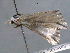  ( - BIOUG06242-F06)  @12 [ ] CreativeCommons - Attribution (2013) CBG Photography Group Centre for Biodiversity Genomics